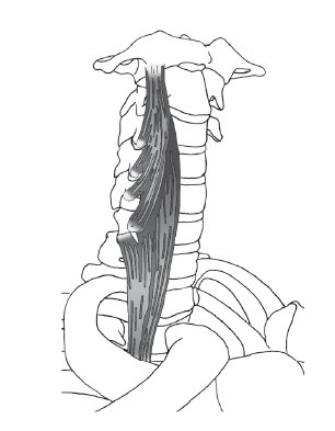 Диагностика и лечение позвоночника. Уникальная система доктора А. М. Уриа Диагностика и лечение позвоночника. Уникальная система доктора А. М. Уриа