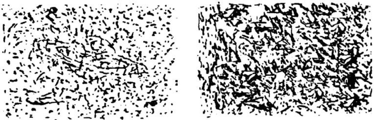 Тайны мозга. Почему мы во все верим