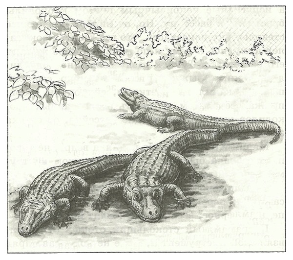 Питомцы Зоопарка Питомцы Зоопарка