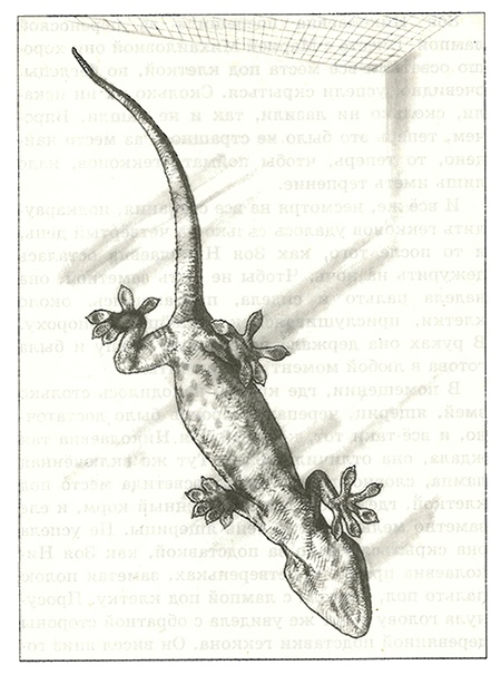 Питомцы Зоопарка Питомцы Зоопарка