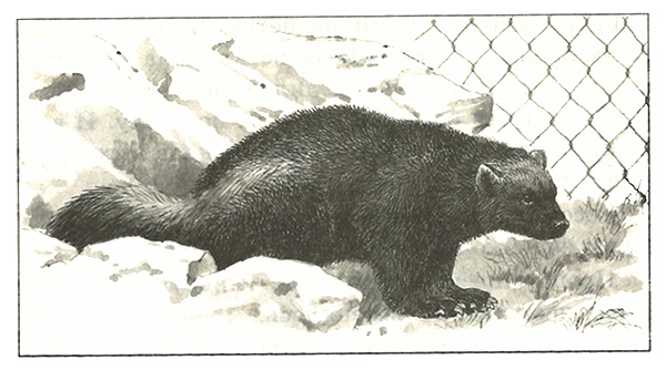 Питомцы Зоопарка Питомцы Зоопарка