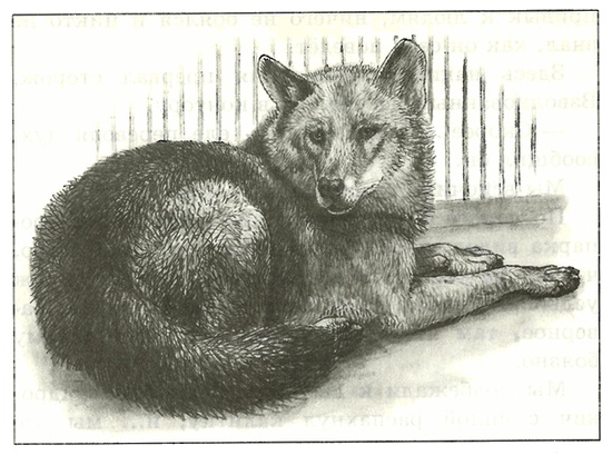 Питомцы Зоопарка Питомцы Зоопарка