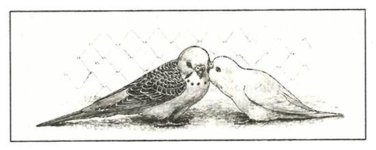 Питомцы Зоопарка Питомцы Зоопарка