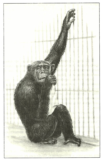 Питомцы Зоопарка Питомцы Зоопарка