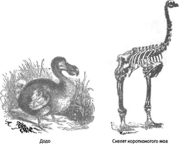 Бесконечное число самых прекрасных форм