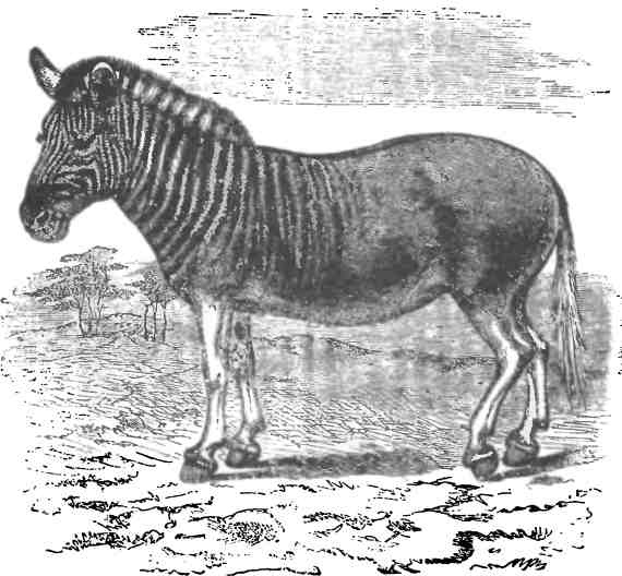 Бесконечное число самых прекрасных форм