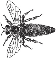 Пуговицы Наполеона. Семнадцать молекул, которые изменили мир Пуговицы Наполеона. Семнадцать молекул, которые изменили мир