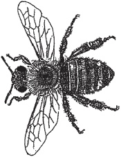 Пуговицы Наполеона. Семнадцать молекул, которые изменили мир Пуговицы Наполеона. Семнадцать молекул, которые изменили мир
