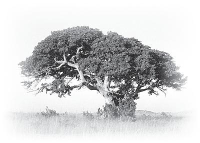 Когда зомби оживают... Призрачная магия Черного континента Когда зомби оживают... Призрачная магия Черного континента