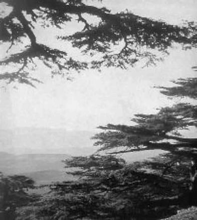 Загадки Финикии