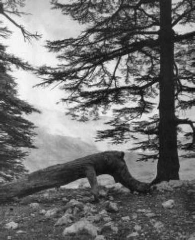 Загадки Финикии Загадки Финикии