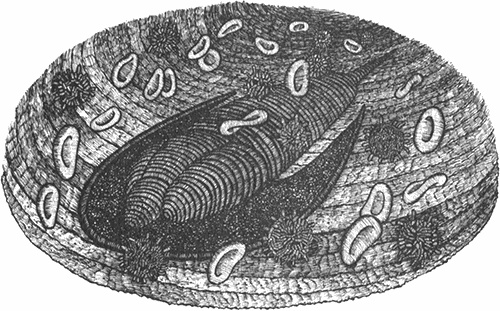 Румо, или Чудеса в темноте Румо, или Чудеса в темноте