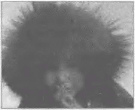 Россия, какой она могла бы быть. История приобретений и потерь заморских территорий