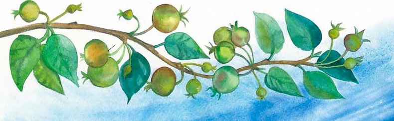 Жизнь замечательных растений