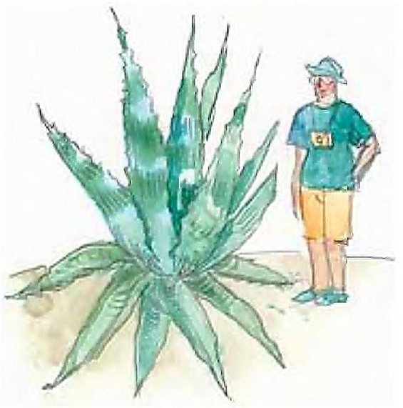 Жизнь замечательных растений