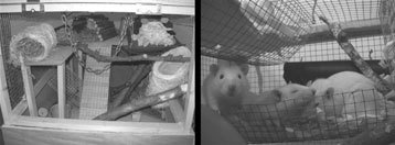 Один день из жизни мозга. Нейробиология сознания от рассвета до заката Один день из жизни мозга. Нейробиология сознания от рассвета до заката