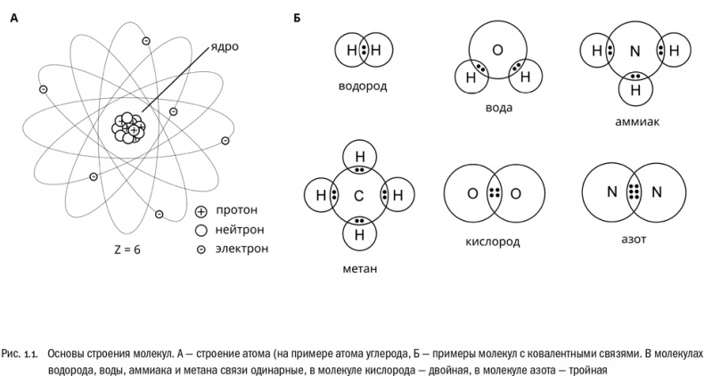 От атомов к древу. Введение в современную науку о жизни От атомов к древу. Введение в современную науку о жизни