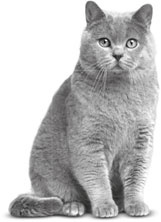 Алфи на каникулах Алфи на каникулах