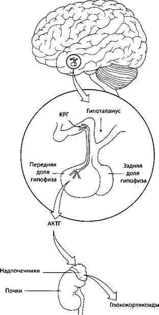 Психология стресса Психология стресса