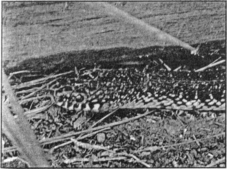 Панкшуй Панкшуй