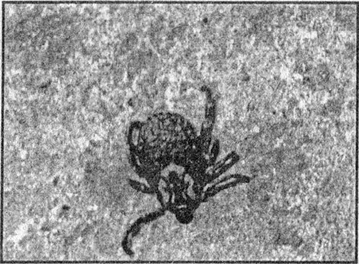 Панкшуй Панкшуй