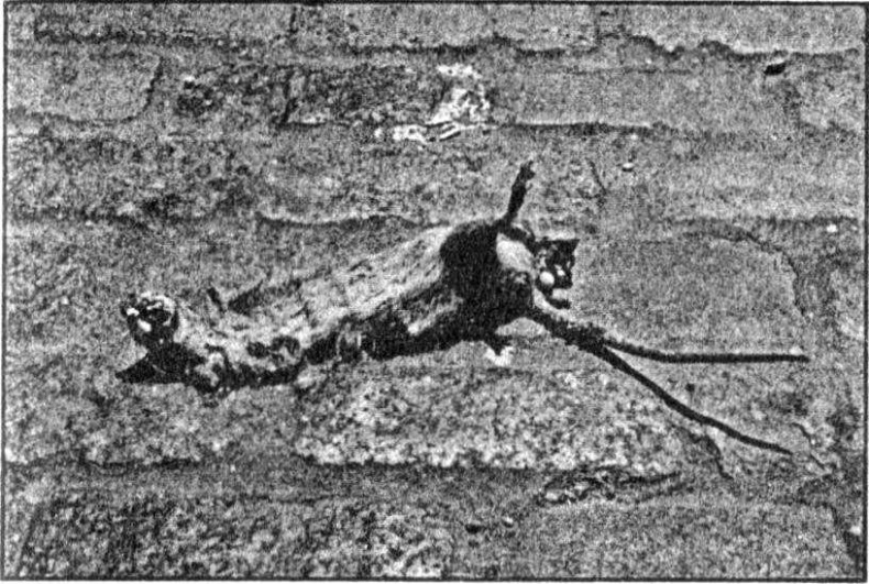 Панкшуй Панкшуй