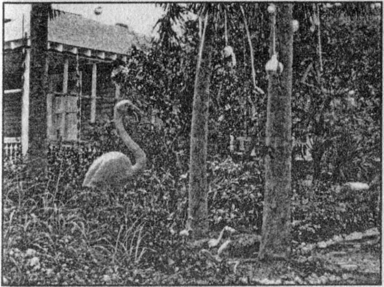 Панкшуй Панкшуй