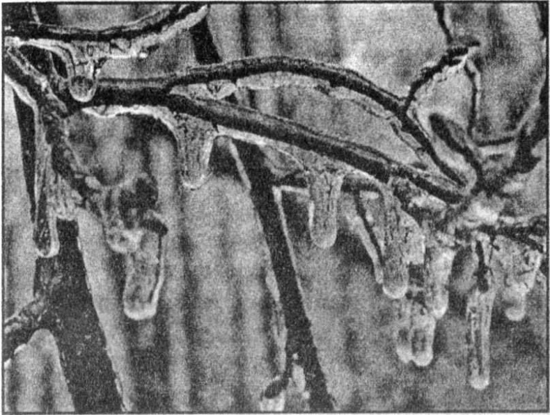 Панкшуй Панкшуй