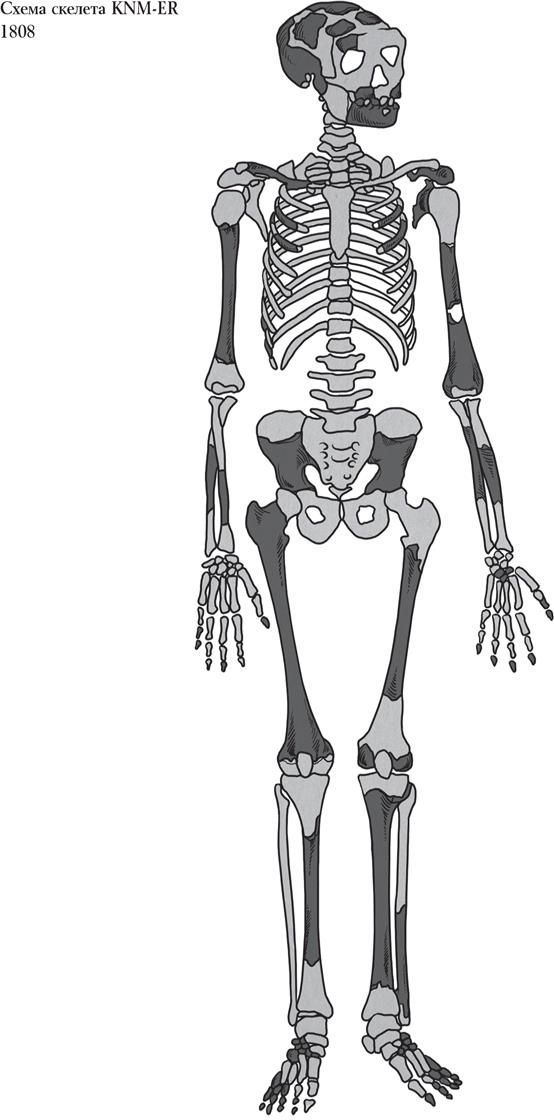 Байки из грота. 50 историй из жизни древних людей Байки из грота. 50 историй из жизни древних людей
