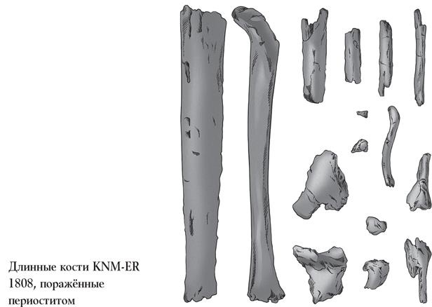 Байки из грота. 50 историй из жизни древних людей Байки из грота. 50 историй из жизни древних людей