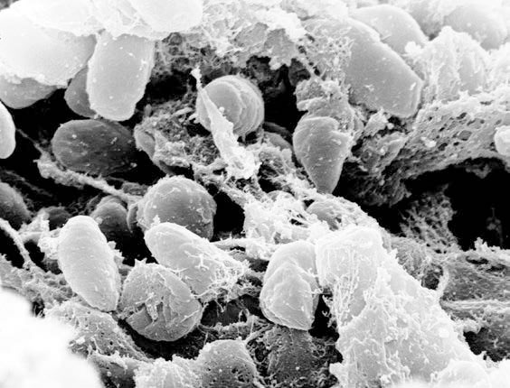 Homo Deus. Краткая история будущего Homo Deus. Краткая история будущего