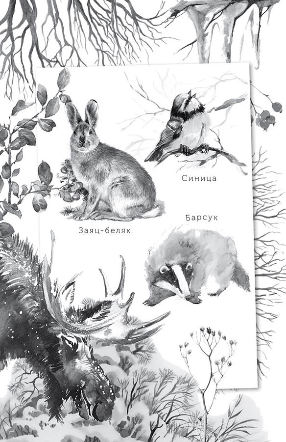 Лесные тайнички Лесные тайнички