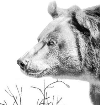 Лесные тайнички Лесные тайнички