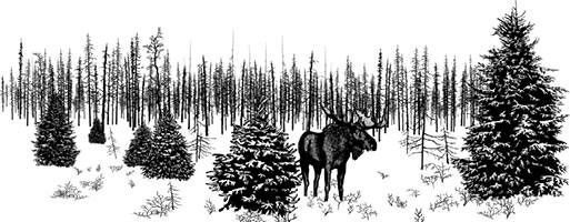 Лесные тайнички Лесные тайнички