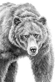 Лесные тайнички Лесные тайнички