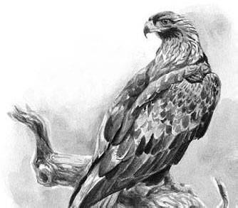 Лесные тайнички Лесные тайнички