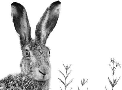 Лесные тайнички Лесные тайнички