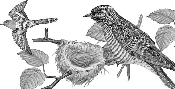 Лесные тайнички Лесные тайнички