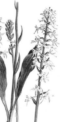 Лесные тайнички Лесные тайнички