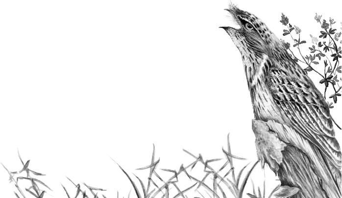 Лесные тайнички Лесные тайнички