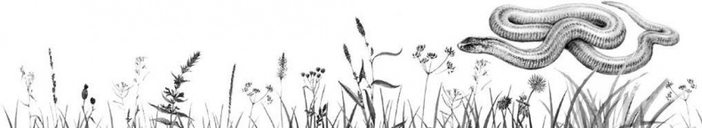 Лесные тайнички Лесные тайнички