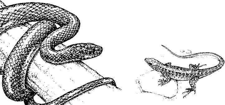 Лесные тайнички Лесные тайнички