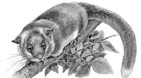 Лесные тайнички Лесные тайнички