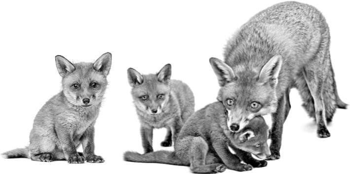 Лесные тайнички Лесные тайнички