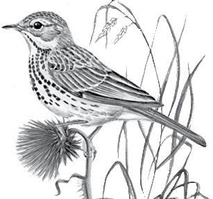 Лесные тайнички Лесные тайнички