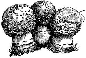 Лесные тайнички Лесные тайнички