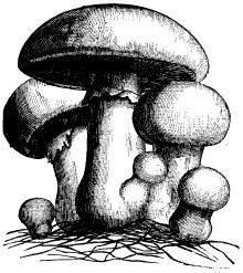 Лесные тайнички Лесные тайнички