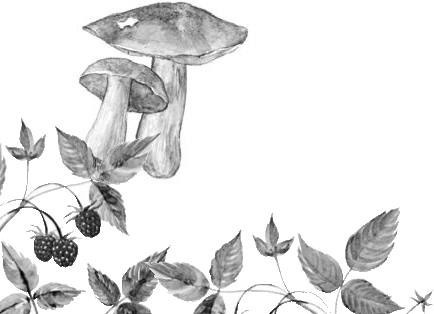 Лесные тайнички Лесные тайнички