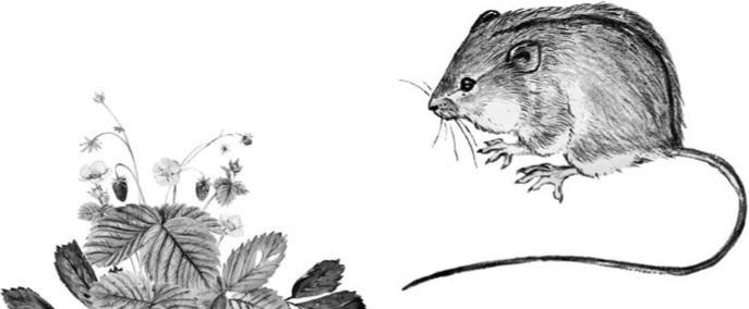 Лесные тайнички Лесные тайнички