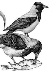 Лесные тайнички Лесные тайнички